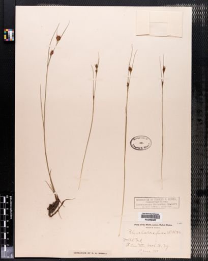 Rhynchospora fusca