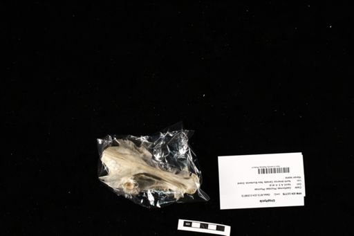 Urophycis