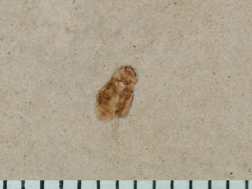 undet. Diptera