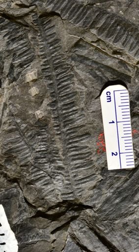 Pecopteris sp.