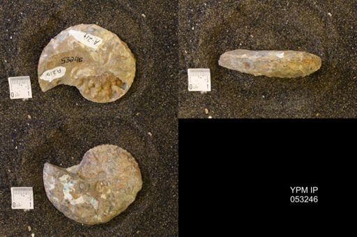 Discoscaphites conradi