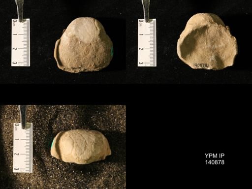 Productus (Linoproductus) lineatus