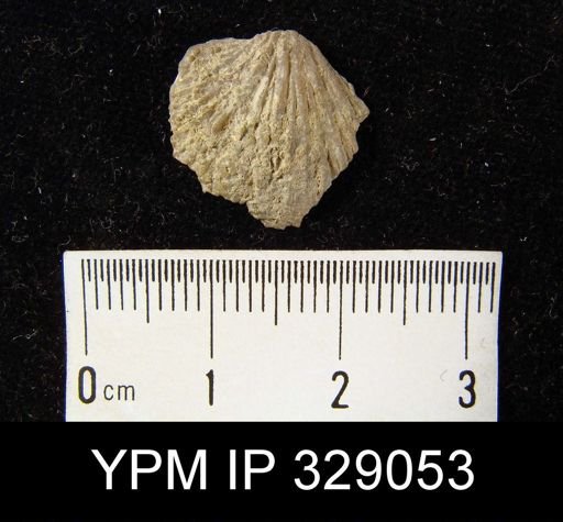 Strophodonta erratica