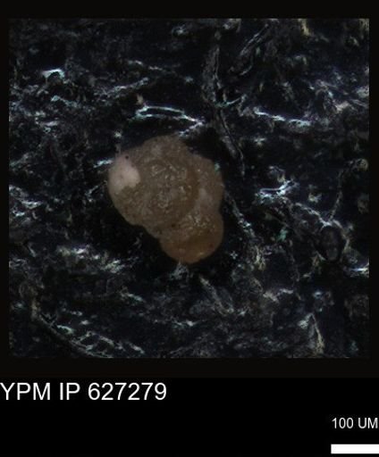 undet. Foraminiferida