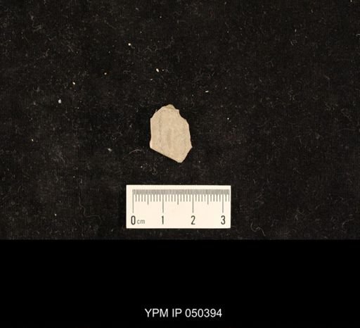 undet. Limoniidae