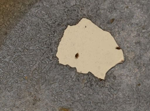 Lophocharis oxysternon