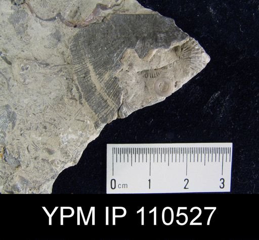 Strophomena radiireticulata
