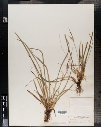 Carex backii