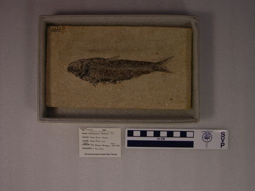 Diplomystus humilis