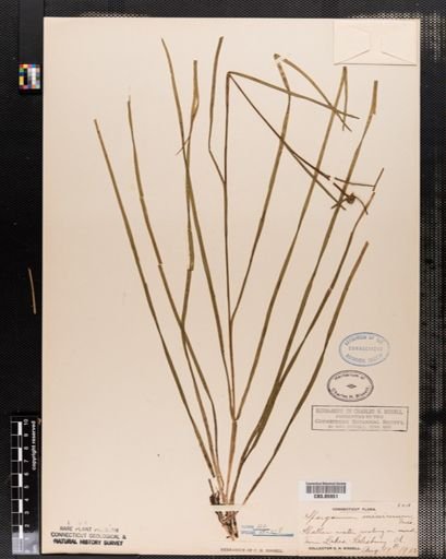 Sparganium minimum