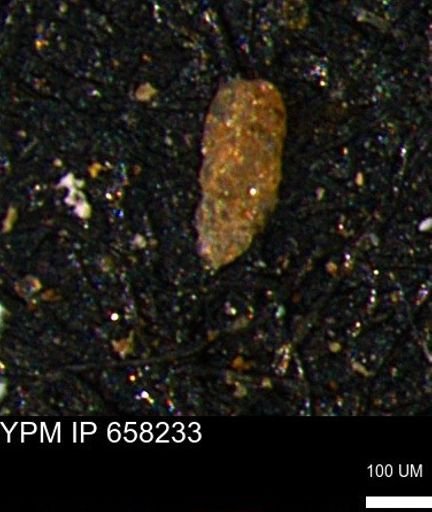 Verneuilinoides kansasensis