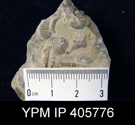Anoplotheca hemispherica