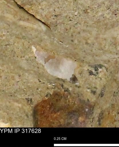 undet. Mollusca
