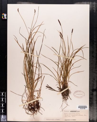 Carex scirpoidea
