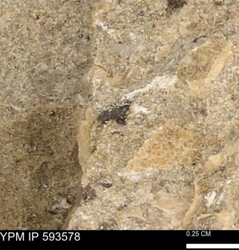 taxon undetermined
