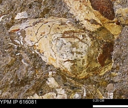 undet. Bivalvia