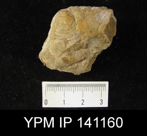 Lingula sp.