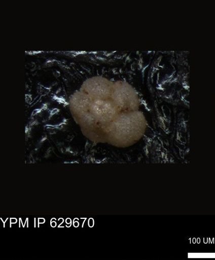 undet. Foraminiferida