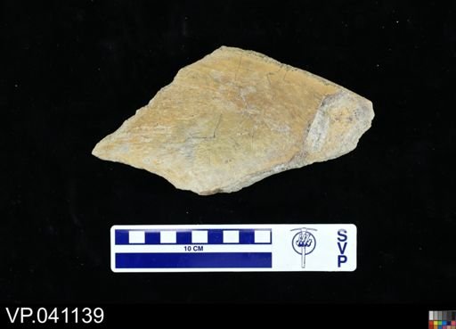 undet. Protostegidae