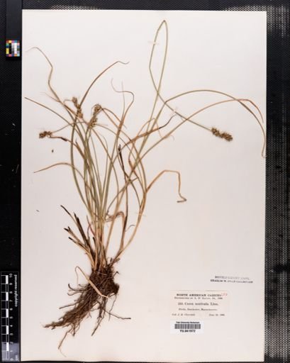 Carex spicata