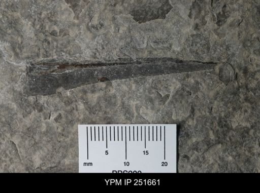 undet. Eurypterida