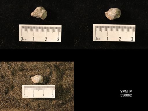Marginifera wabashensis