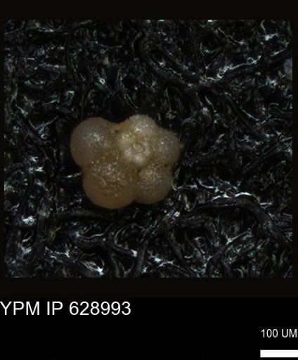 undet. Foraminiferida