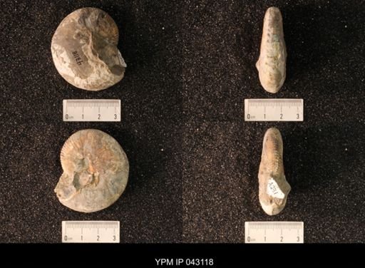Hoploscaphites nicolletii