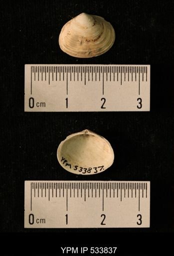 Macoma calcarea