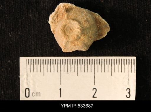 undet. Crinoidea