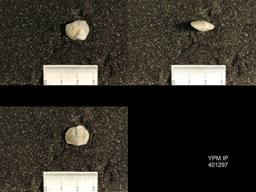 Plectorthis plicatella