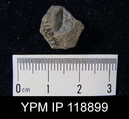 Lingula subacutriostris