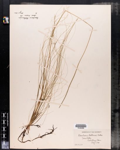 Eleocharis robbinsii