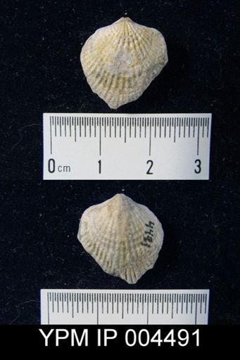undet. Atrypidae