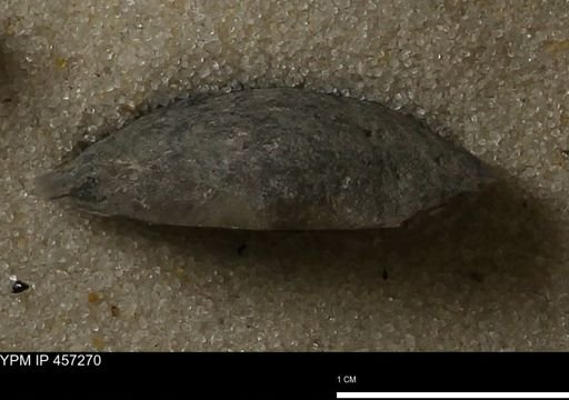 Pholidostrophia iowaensis