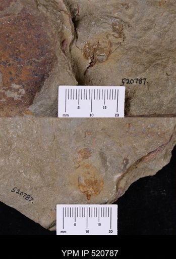 Phyllocystis?