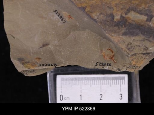 Phyllocystis sp.