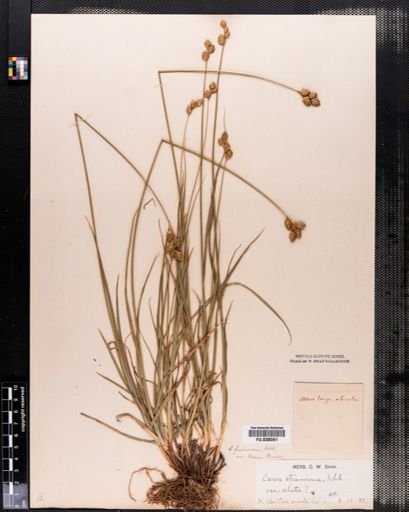 Carex brevior