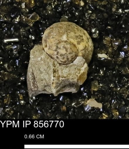 Euspira sp.