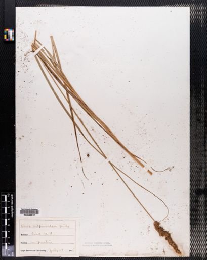 Carex vulpinoidea