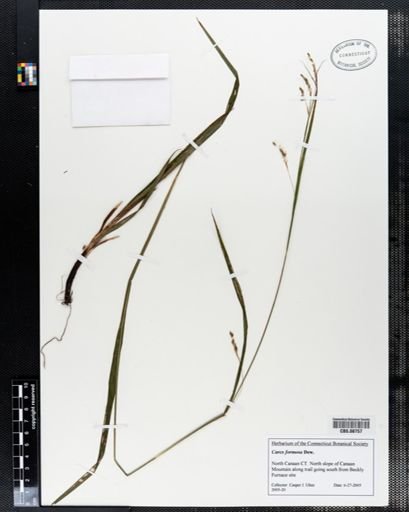 Carex formosa