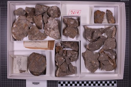 mixed taxa, stratigraphic collection
