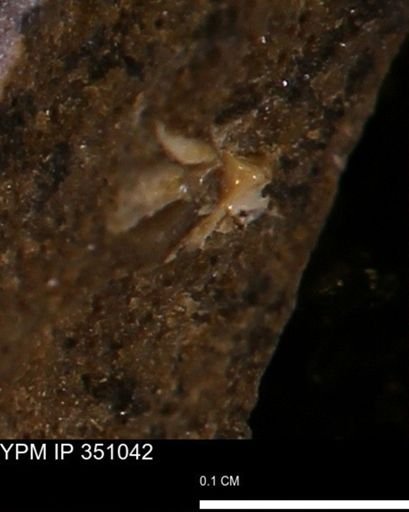 undet. Mollusca