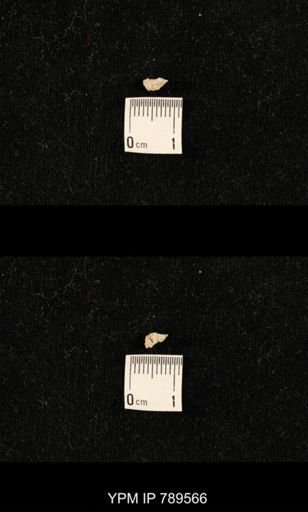 undet. Bryozoa