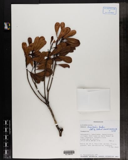Plantae