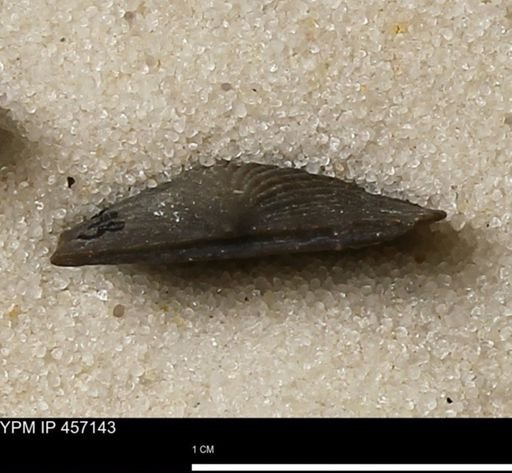 Stropheodonta sp.