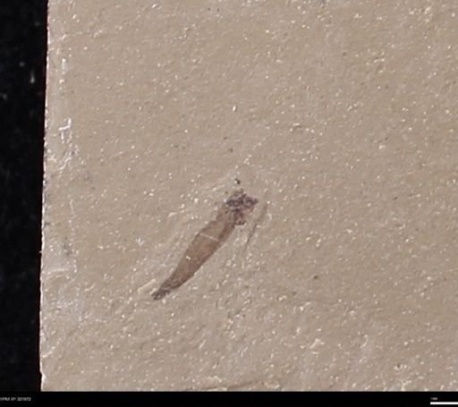 undet. Diptera