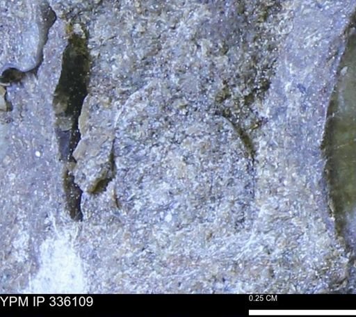 undet. Bivalvia