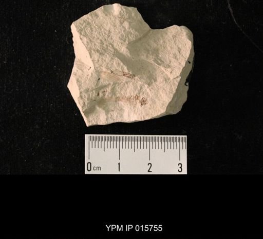 Probnis speciosa