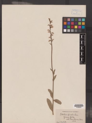 Lobelia spicata